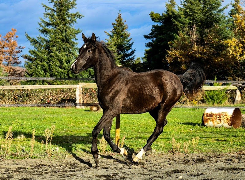 Haras de Zorivet - photo 2
