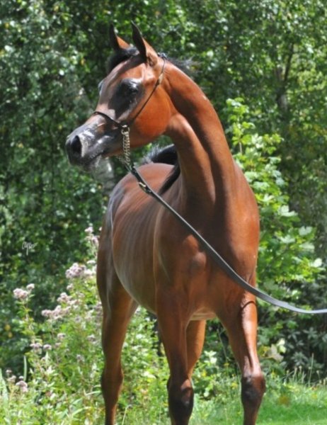 Haras de Zorivet - photo 3