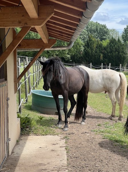 Écurie MJ – Pension chevaux & massages équins en Dordogne - photo 1