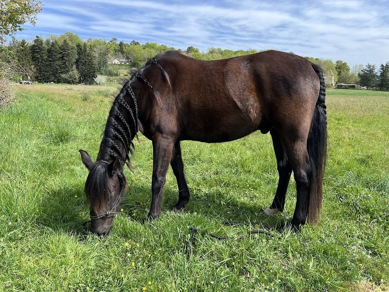 Écurie MJ – Pension chevaux & massages équins en Dordogne - photo 2