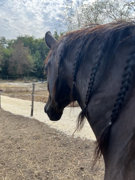 Écurie MJ – Pension chevaux & massages équins en Dordogne - photo 3