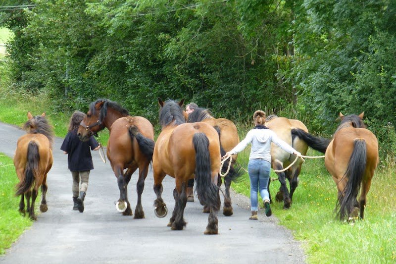 Ecole Attelage Aubrac | Stage et cheval race Auvergne de Nicolas Perrain - photo 1