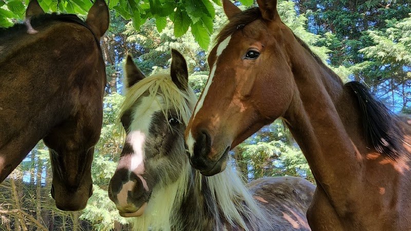 Ecuries Saint-Pierre - photo 3