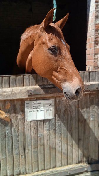 Ecurie Saint Pierre du Perray - photo 2