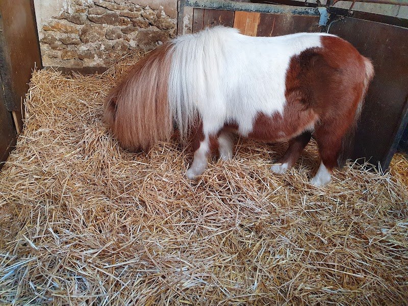 Ecurie Saint Pierre du Perray - photo 3