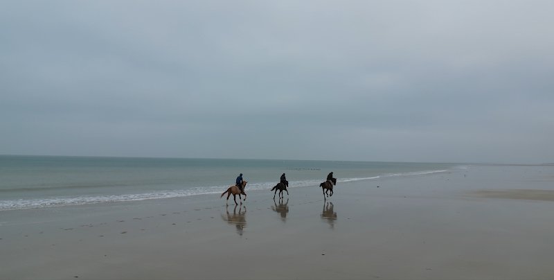 Écurie des Salines - Valorisation et thalassothérapie équine - photo 1