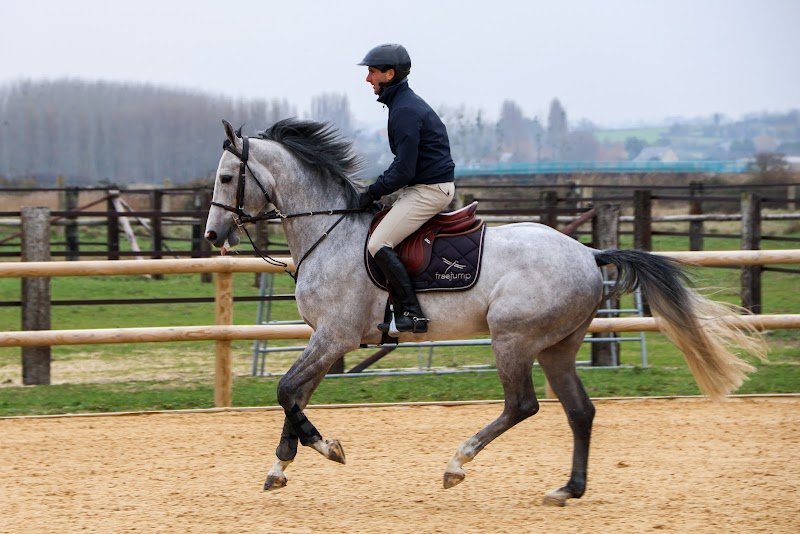 Écurie des Salines - Valorisation et thalassothérapie équine - photo 3