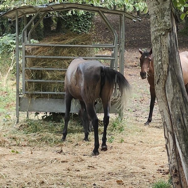 Les Ecuries De La Garde - photo 3
