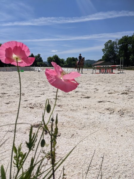 Écurie du Fangheat - photo 2