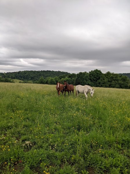 Écurie du Fangheat - photo 3