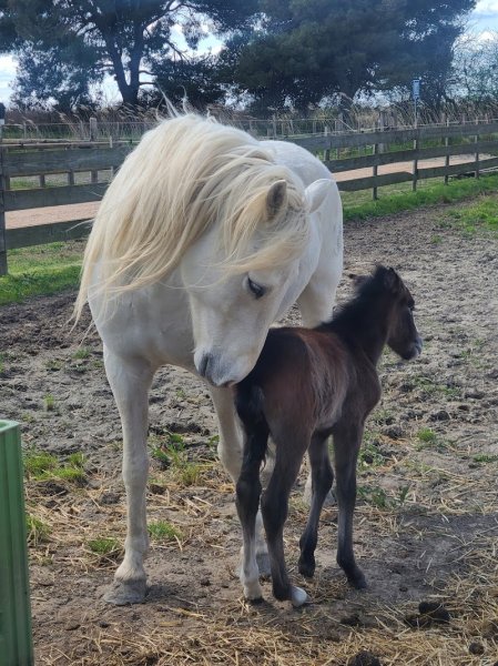 Écurie de Barrion - photo 2
