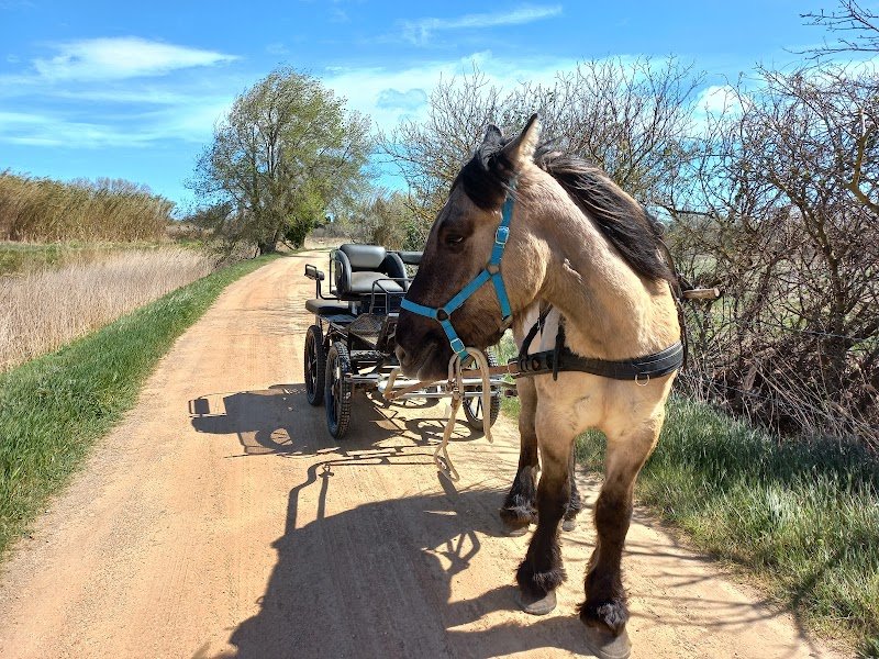 Écurie La Caleche Philadelphia - photo 2