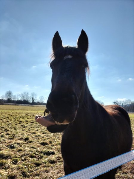 Écurie Pierre de Lune - photo 1