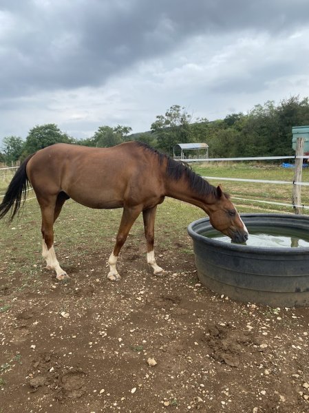 Écurie Pierre de Lune - photo 2