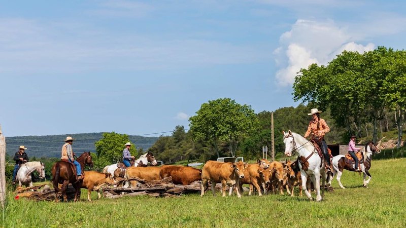Écurie Domaine de la Fleurière : Pension, cours, stages