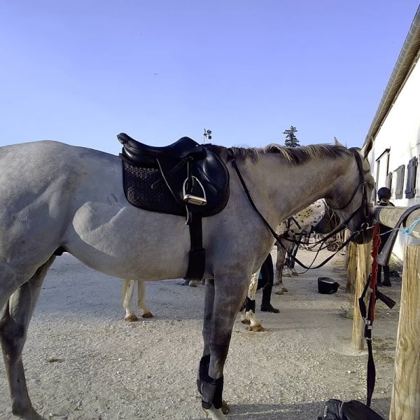 Centre Équestre Saint Antoine - photo 2