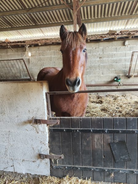 Les Ecuries De Logerie - photo 3