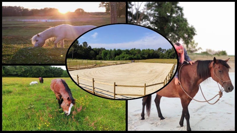 La Doudou pension (chevaux) - photo 1
