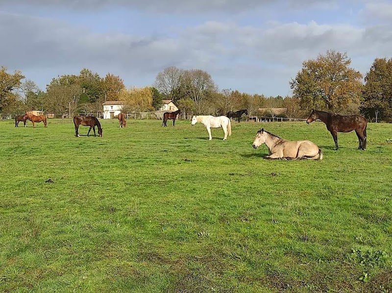 Pension de chevaux Dream's Paradise - photo 2