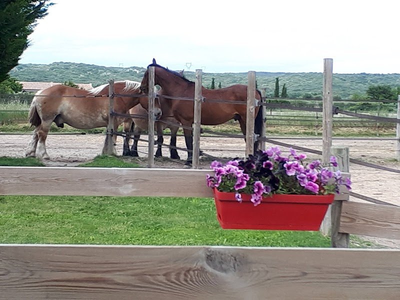 Ecurie Laurie école d’attelage Foulon Adrien - photo 2