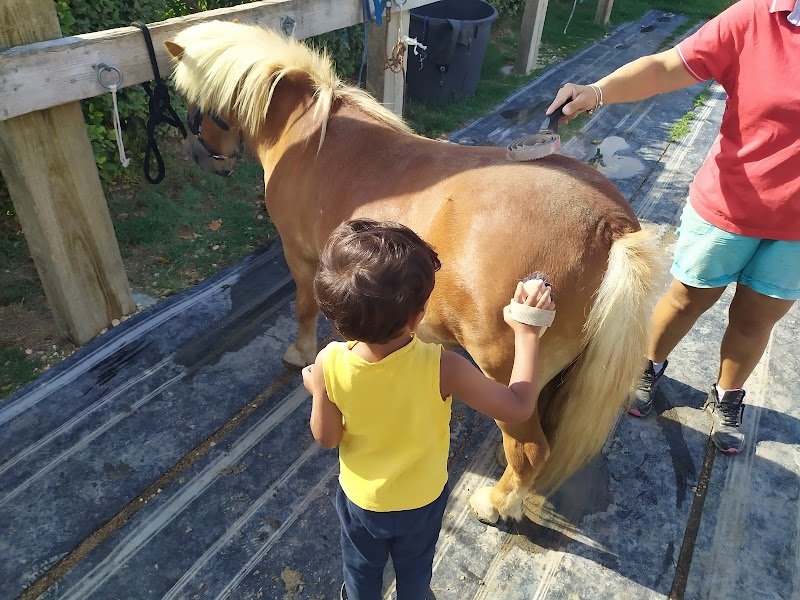 Ecurie Laurie école d’attelage Foulon Adrien - photo 3
