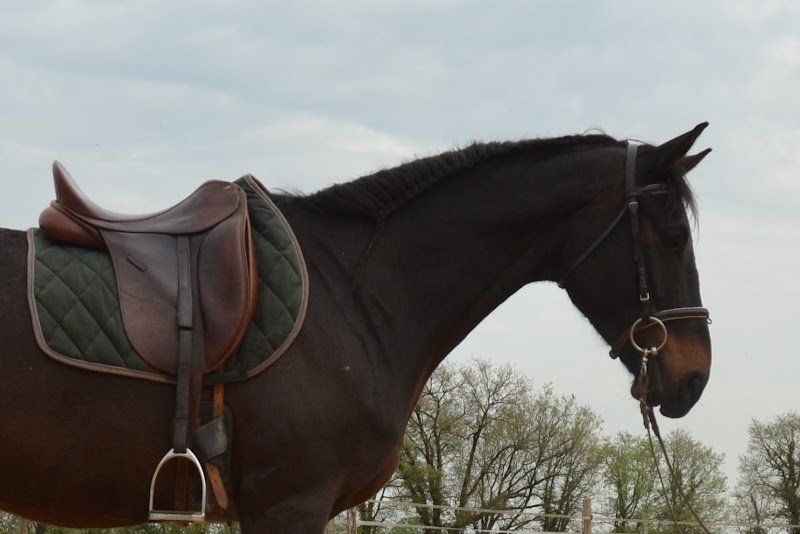 Ecurie LR (Pension Chevaux) - photo 1