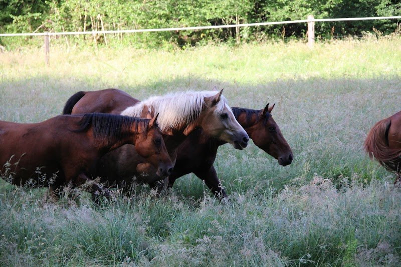 Les Ecuries d'Augias - photo 3