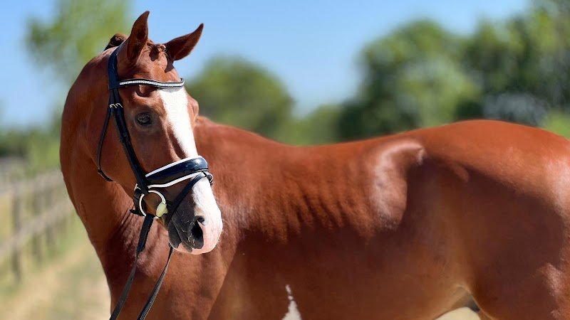 ECURIE HARAS DES PÉRICHONS - Pensions pour chevaux - Montbrison / Roanne / Feurs - photo 1