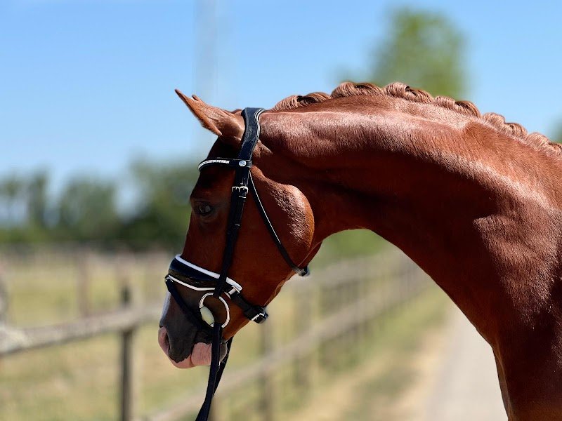 ECURIE HARAS DES PÉRICHONS - Pensions pour chevaux - Montbrison / Roanne / Feurs - photo 2