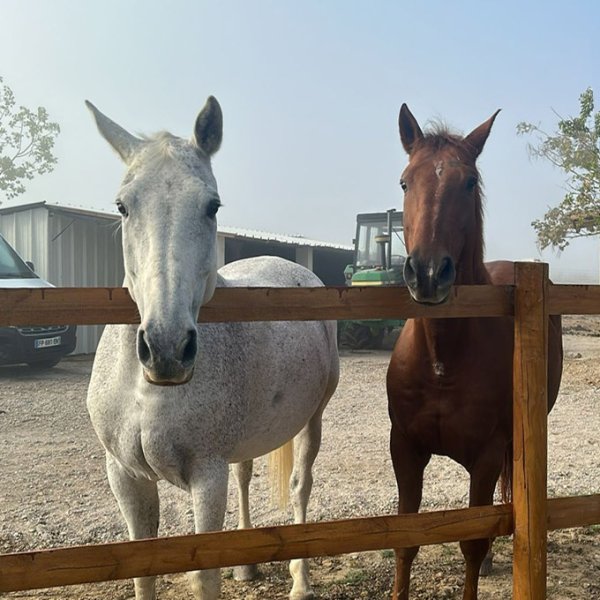 Ecurie de Faudade - photo 2