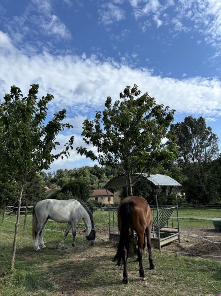 Pôle Hippique de l'Etoile - photo 2