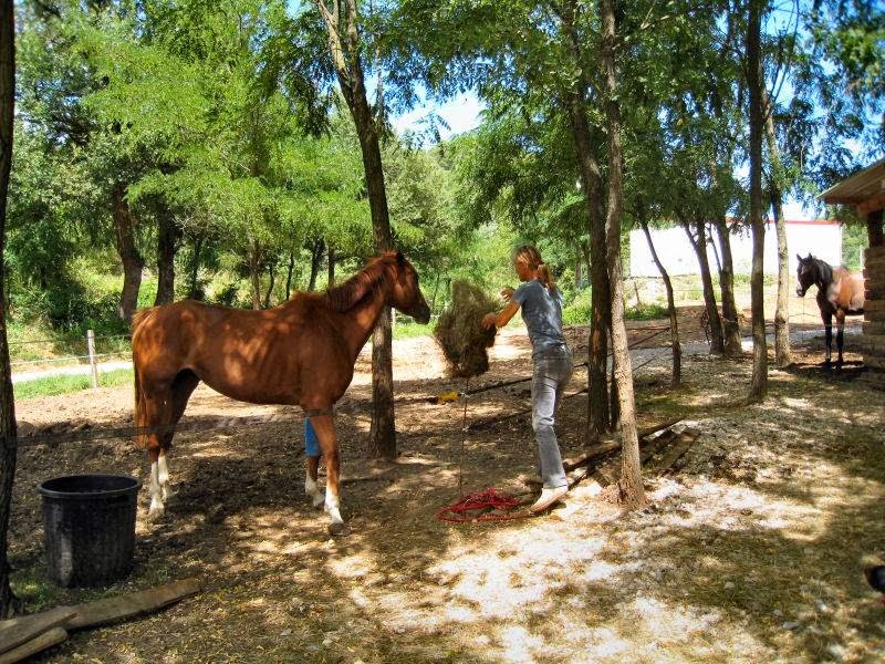 Haras des guérets - photo 3
