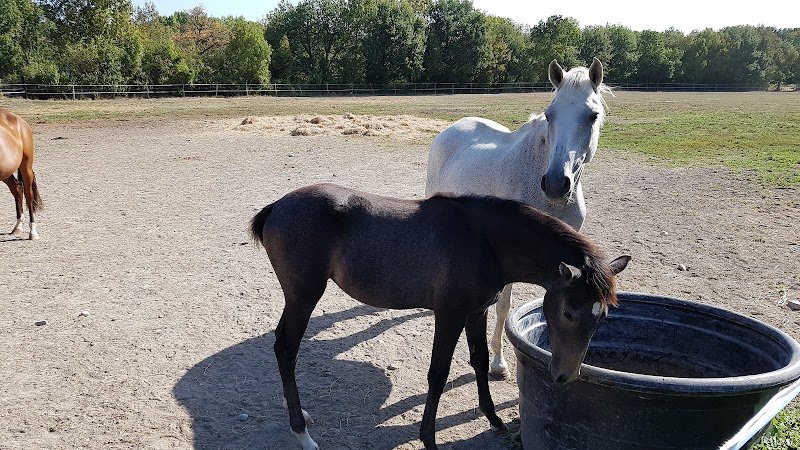 Haras Chevaux Drôme - LD EQUI-SERVICES