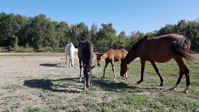 Haras Chevaux Drôme - LD EQUI-SERVICES - photo 2