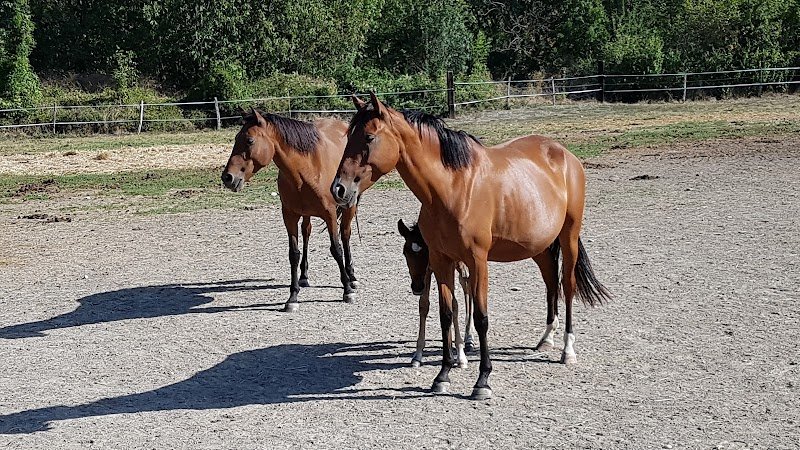Haras Chevaux Drôme - LD EQUI-SERVICES - photo 3