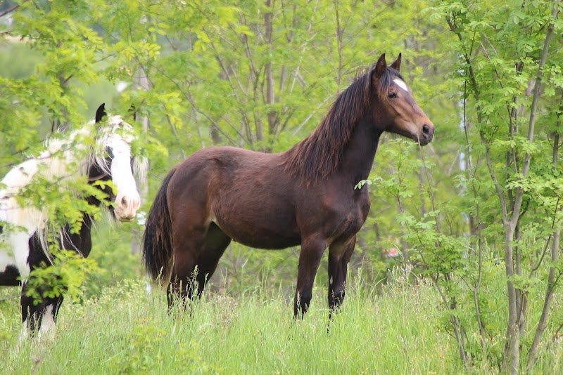 Écurie des Faure - photo 1