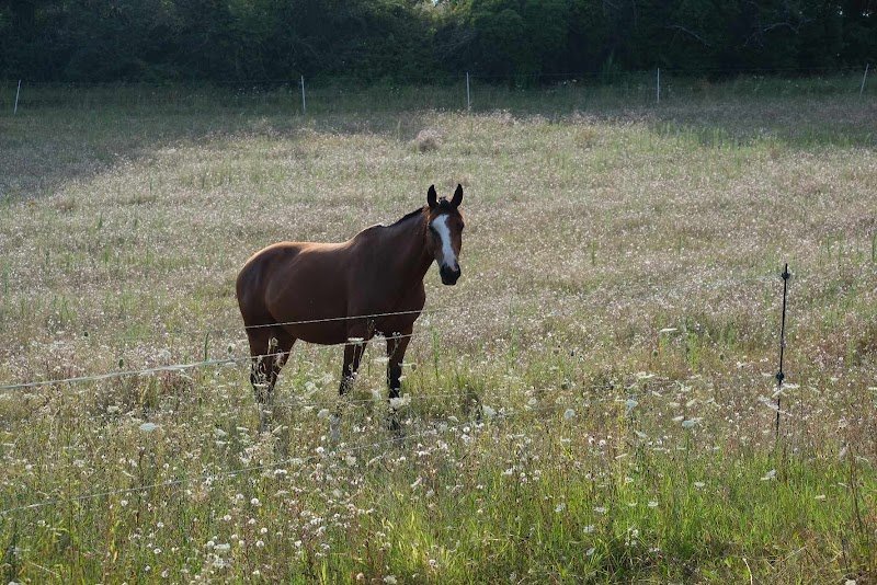 Écurie des Faure - photo 2