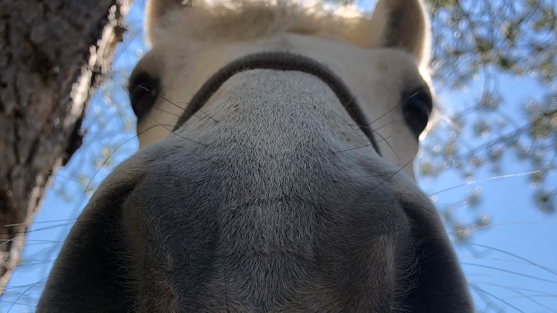 Les Ecuries Du Hardy - photo 1