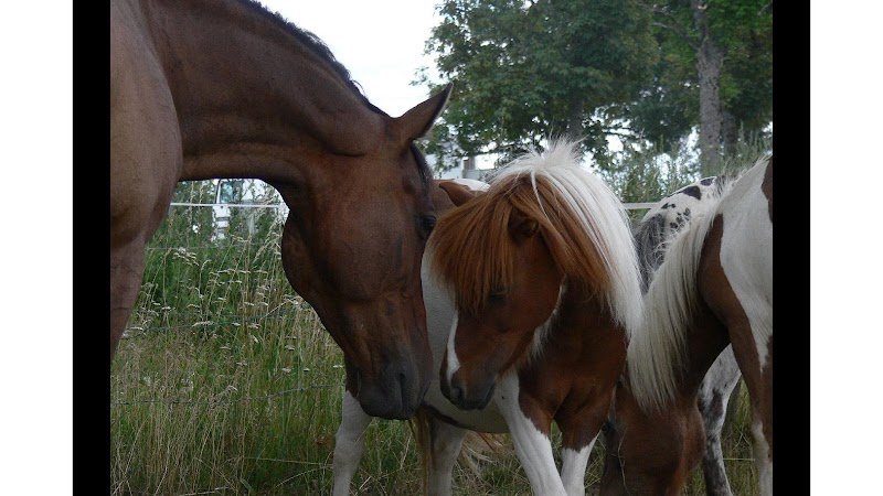 Poney Aventure - photo 1