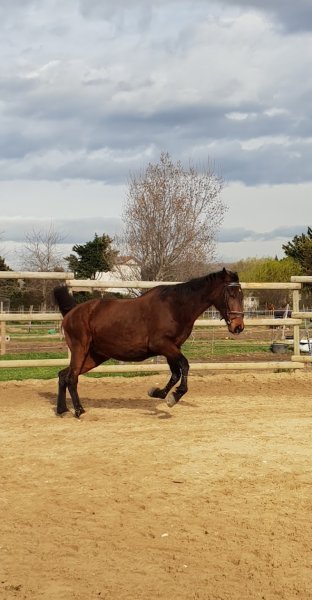 ECURIES DU FRESSY - photo 3