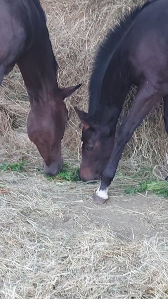 Ecurie les 2 Uniques - photo 1