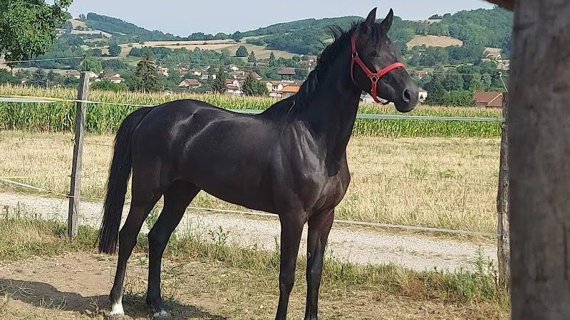 Ecurie les 2 Uniques - photo 2