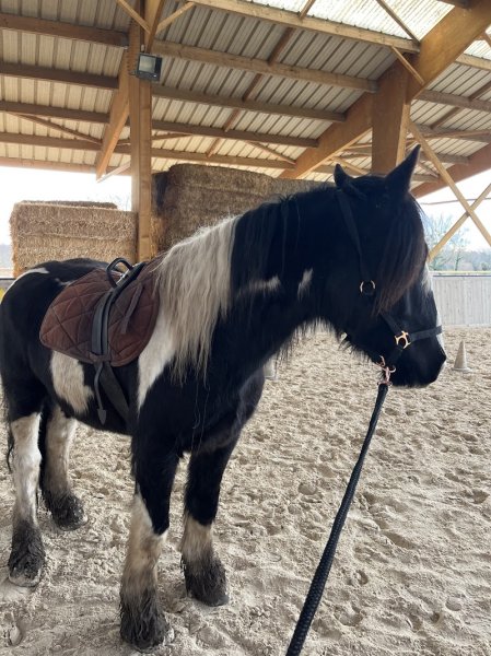 Poney club - photo 1