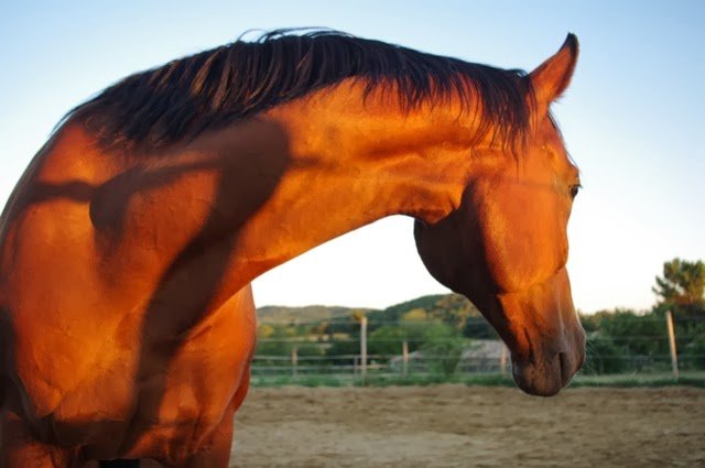 Les Ecuries de Berlion