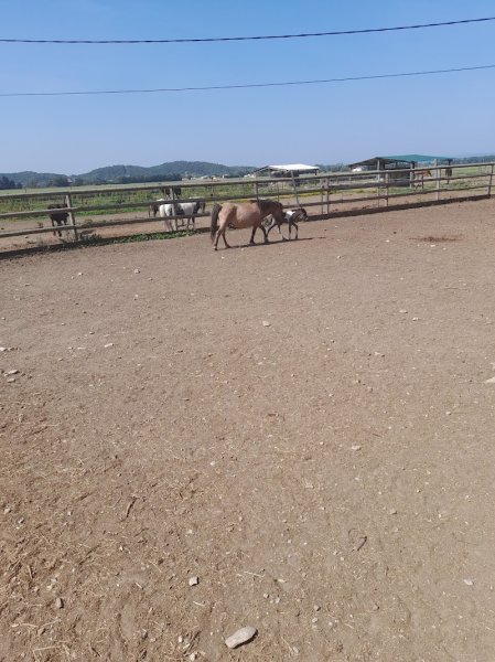 Poney club Les Lavandes - photo 1