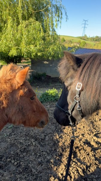 CENTRE EQUESTRE DES OURES - photo 1
