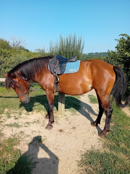 CENTRE EQUESTRE DES OURES - photo 2