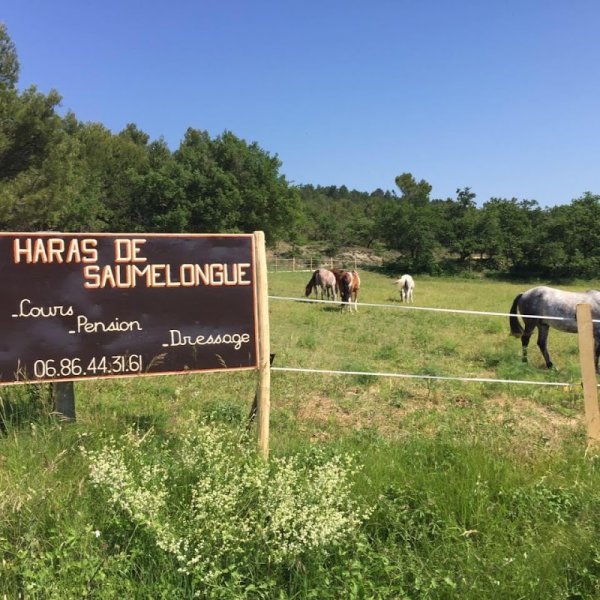 Haras de Saumelongue