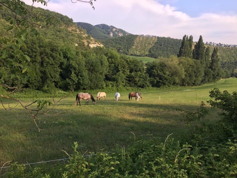 Haras de Saumelongue - photo 2