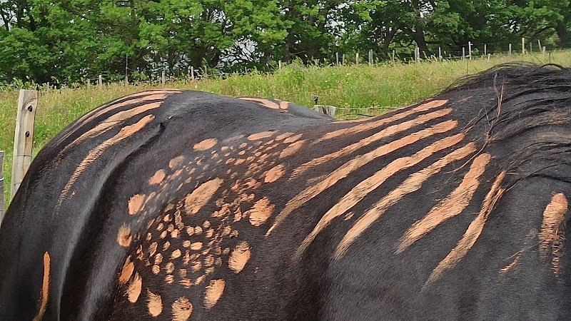 Cheval Chamane - photo 3